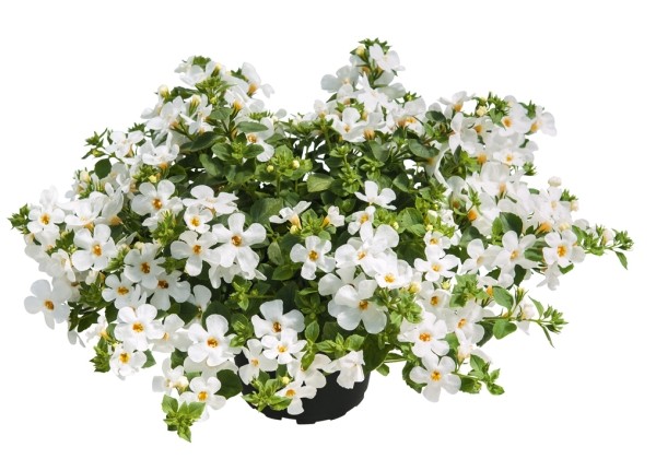 Sutera diffusus Everest White Yeti