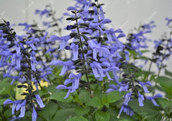Salvia hybrida Rockin Sky Blue