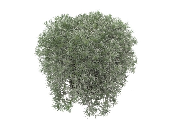 Artemisia glacialis Gletscherraute