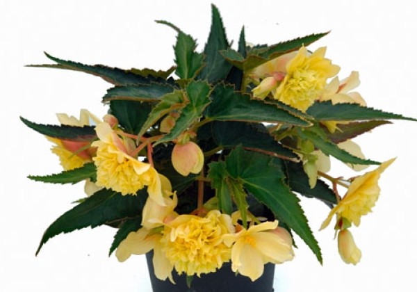 Begonia tuberhybrida Belleconia Citrus