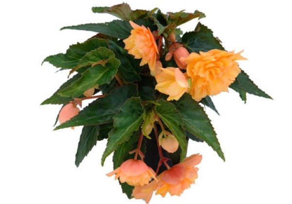 Begonia tuberhybrida Belleconia Mango