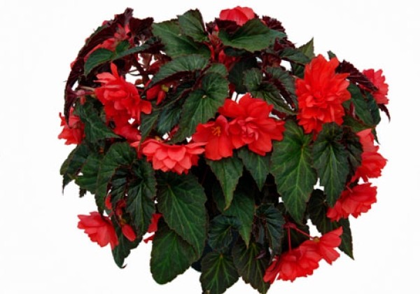 Begonia hybrida Summerwings Double Red