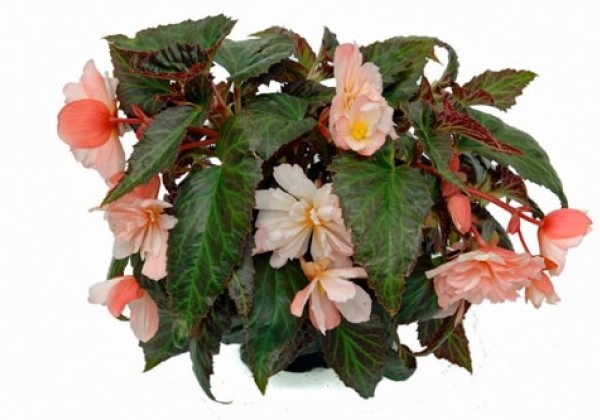 Begonia tuberhybrida Belleconia Light Pink