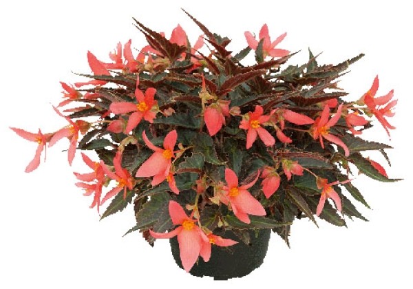 Begonia hybrida Summerwings Dark Coral Elegance