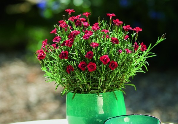 Dianthus hybridus Merci Fleuri