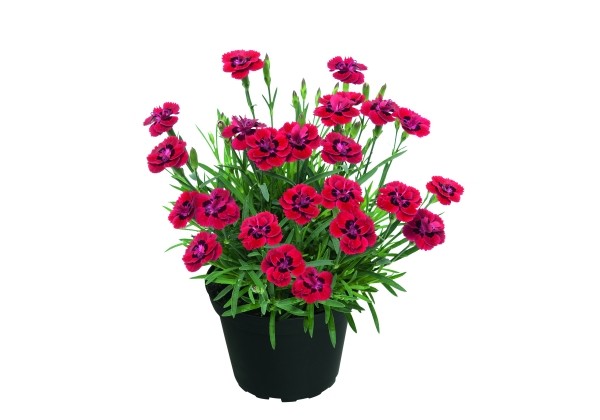 Dianthus hybridus Merci Fleuri