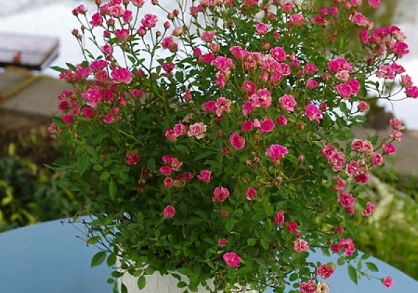 Rosa hybride Lilly Rose Wonder 6