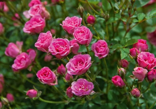 Rosa hybride Lilly Rose Wonder 6