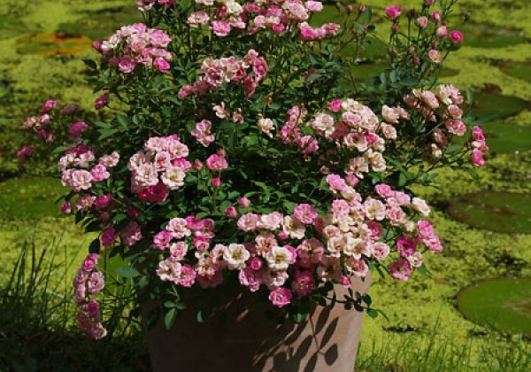 Rosa hybride Lilly Rose Wonder 6