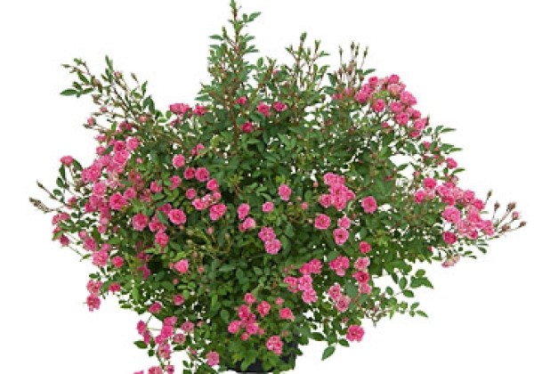 Rosa hybride Lilly Rose Wonder 6
