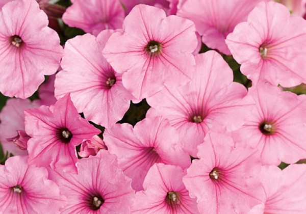 Petunia atkinsiana Vista Bubblegum
