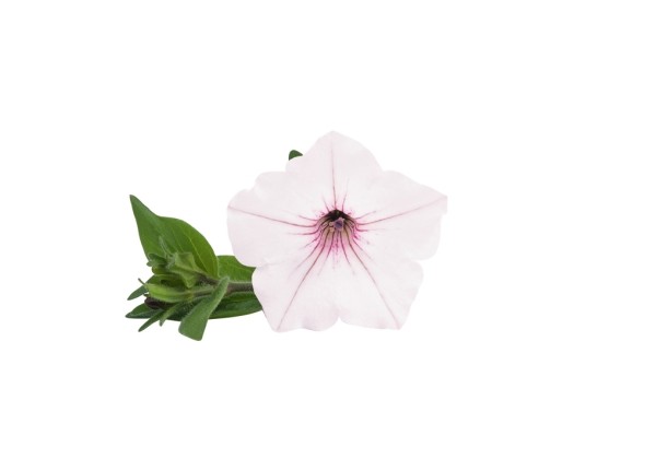 Petunia atkinsiana Vista Silverberry