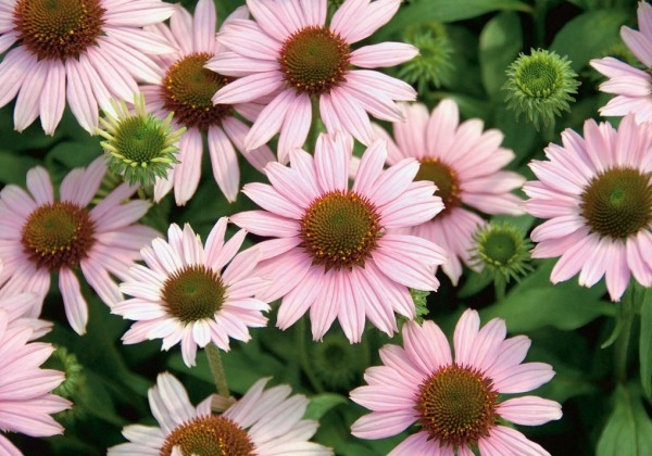 Echinacea purpurea Conetto Melon 2022