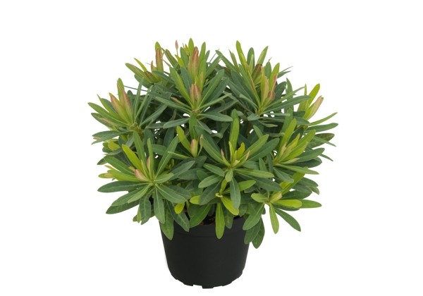 Euphorbia Athene