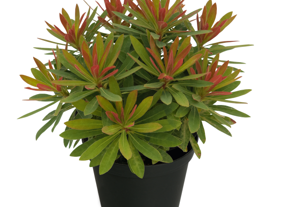 Euphorbia Medea