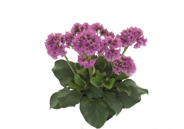 Bergenia cordifolia Abendkristall