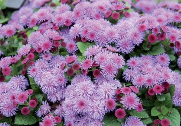 Ageratum Cushion Violet