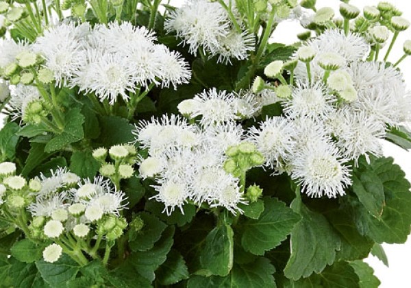 Ageratum Cushion White