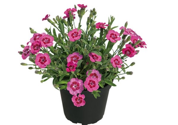 Dianthus hybridus TOUCH Finger Touch