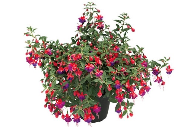 Fuchsia hybrida Shadow Dancer Naomi (nokarena)