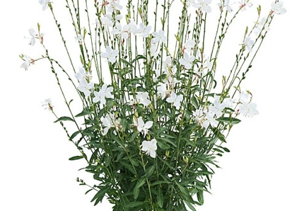 Gaura lindheimeri Nova