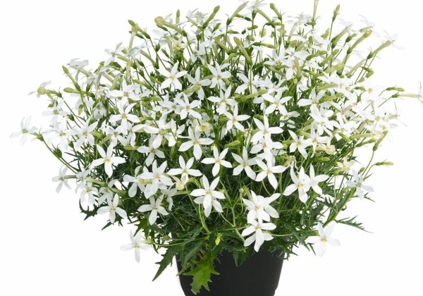 Gaura lindheimeri Nova