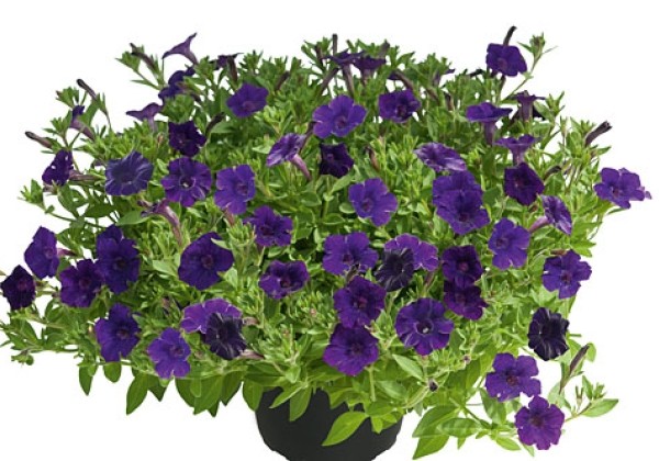 Petunia atkinsiana Mini Vista Violet