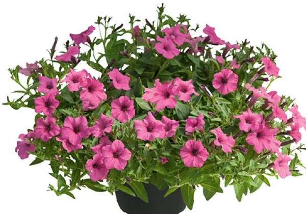 Petunia atkinsiana Mini Vista Hot Pink