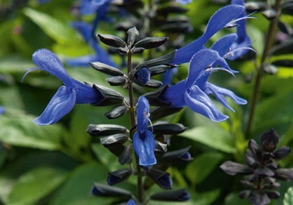 Salvia hybrida Rockin True Blue
