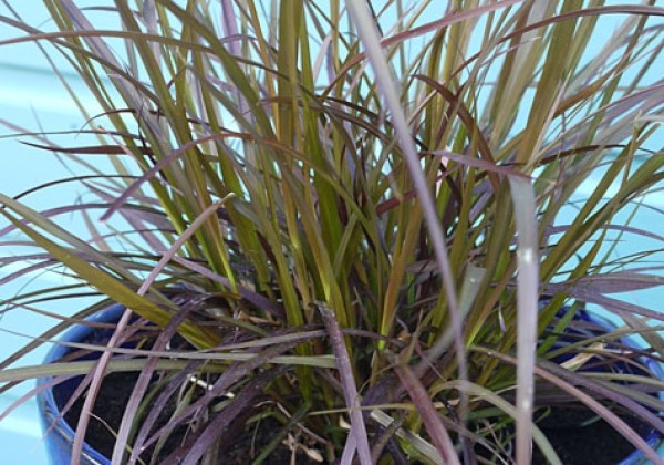 Pennisetum advena Chelsea