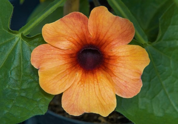 Thunbergia Amera Mango Eye