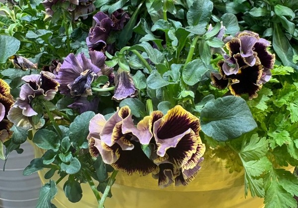 Viola cornuta Viola Ruffles Dark Heart Impr.