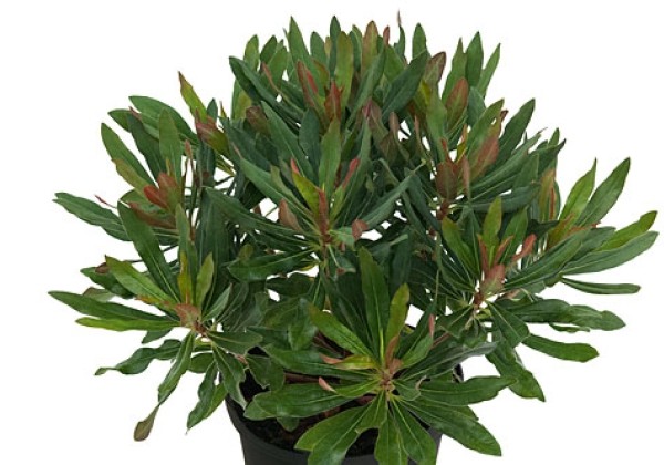 Euphorbia Xenia