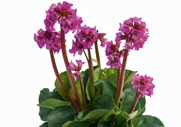 Bergenia cordifolia Bergenia Nachtkristall