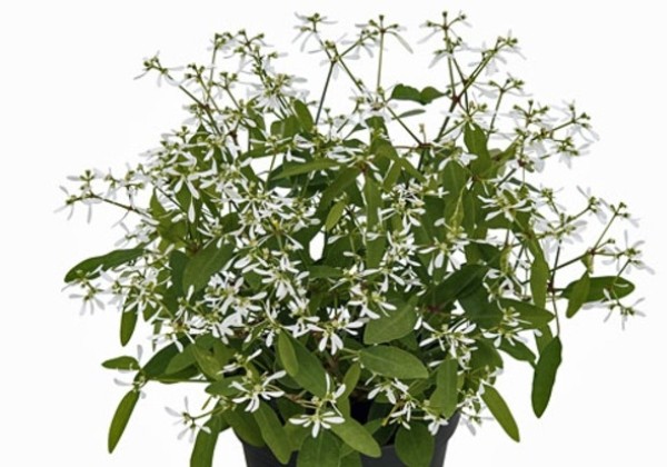 Chamaesyce hypericifolia Diamond Glow