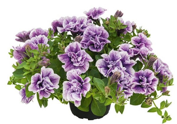 Petunia atkinsiana Priscilla Pro