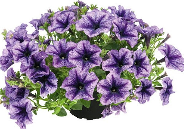 Petunia atkinsiana Designer Royal Lace
