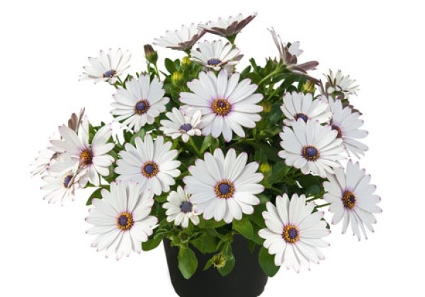 Osteospermum  Summersmile White