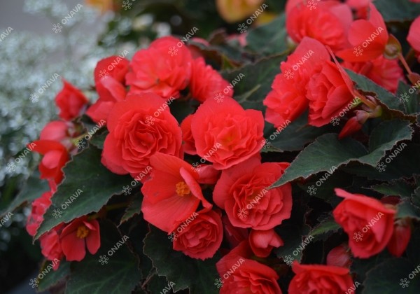 Begonia hybrida Bellisa Red