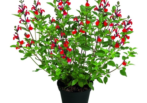 Salvia hybrida Visional Red