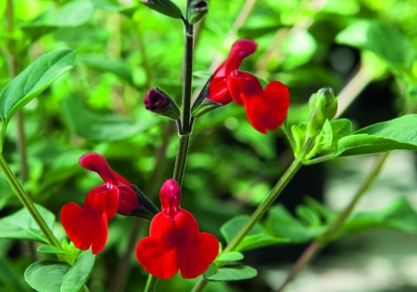 Salvia hybrida Visional Red