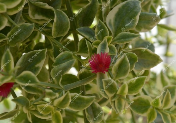 Aptenia cordifolia Mezzo Trailing Red