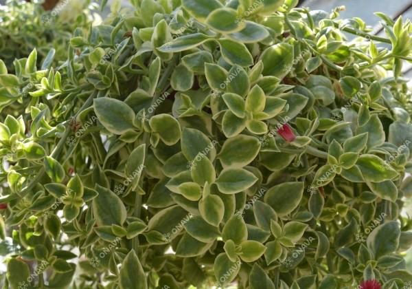 Aptenia cordifolia Mezzo Trailing Red