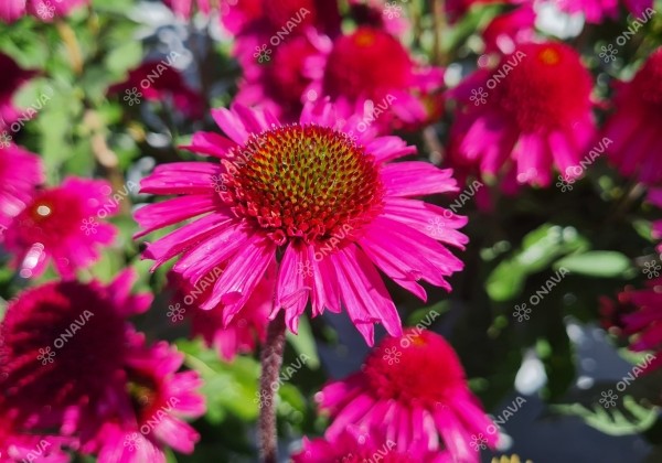 Echinacea purpurea Delicious Candy