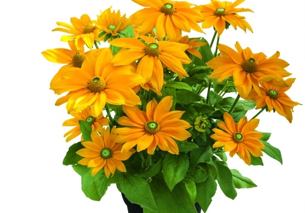Rudbeckia Sunbeckia Juliana
