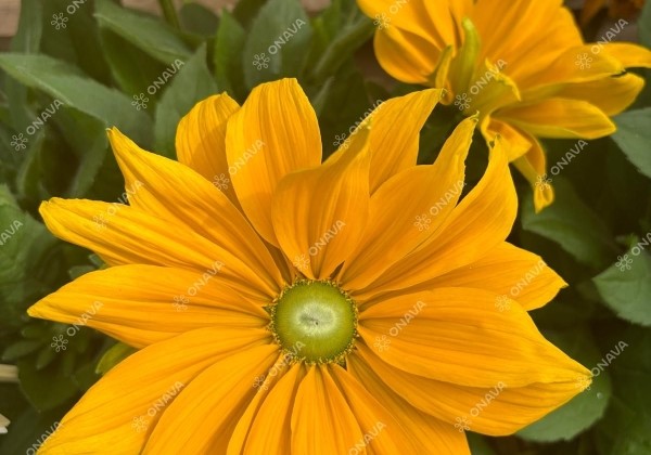 Rudbeckia Sunbeckia Juliana