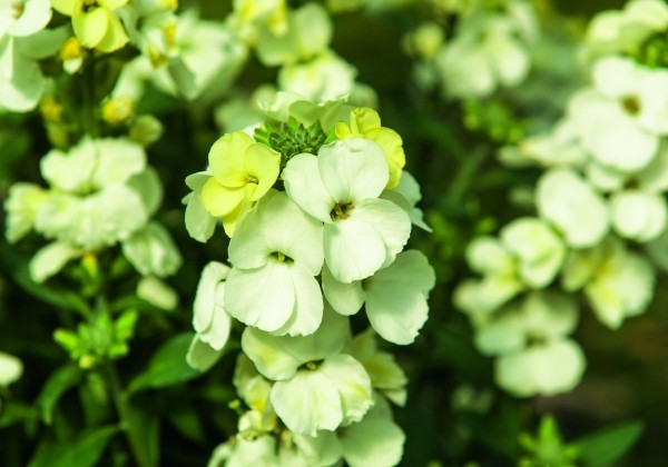 Erysimum Erysimum Winter Moon