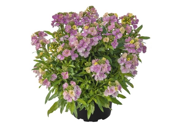 Erysimum Erysimum Winter Love