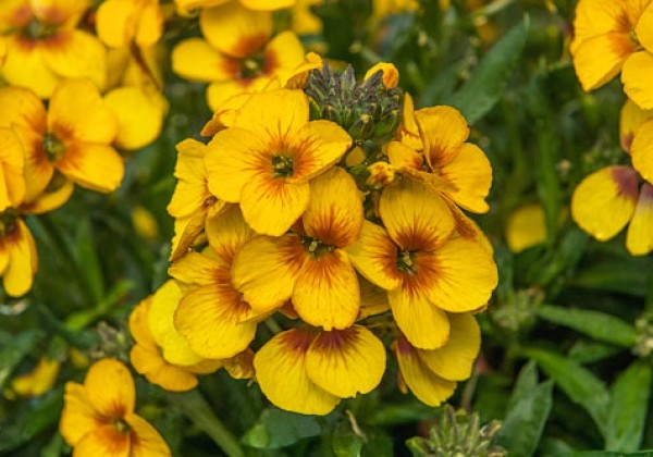 Erysimum RYSI Winter Spirit