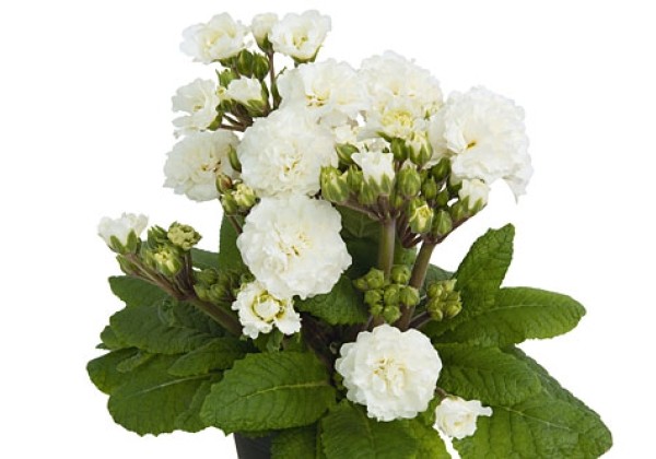 Primula Pollyanna Frosty White